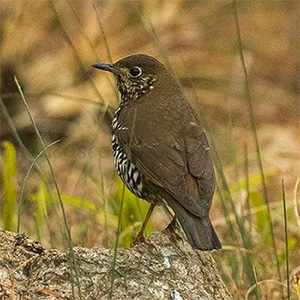 Plain-backed/Alpine Thrush